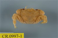 藏品(平背蜞)的圖片